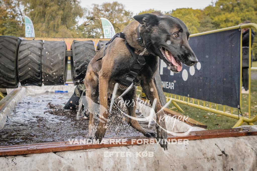 1500_ZZ90895 | kk-dogfotos