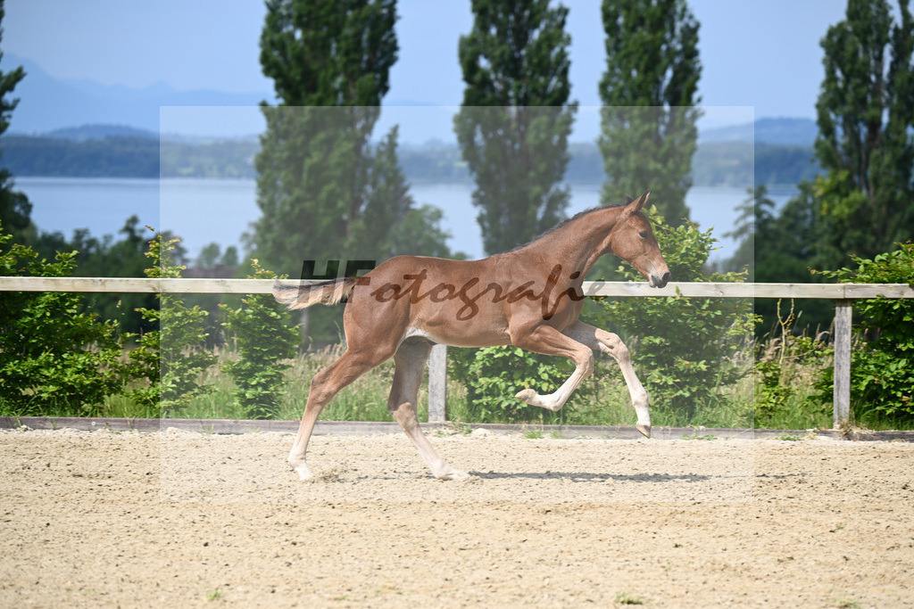 Dinken x Balou du Rouet_HF_Gossner_19240046 | hf-fotografie - Realisiert mit Pictrs.com