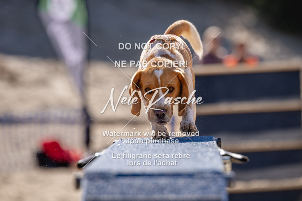 NR__0749 | nelerasche