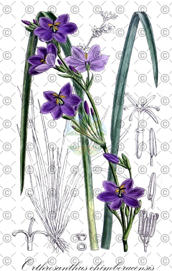 HistAbb_wfo-0000388860_1_ENZY_Simple | Historische Abbildung von Orthrosanthus chimboracensis - Iridaceae | Historical Illustration of Orthrosanthus chimboracensis - Iridaceae