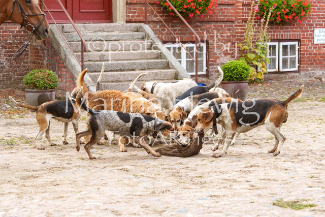 Jagd Knoop 26_MarinaHewigMCH02692 | Fotografie, FotoArt, PferdesportArt, Pferdesportfotografie, Landschaftsfotografie, Reisefotografie, Reise, Pferde - Realisiert mit Pictrs.com