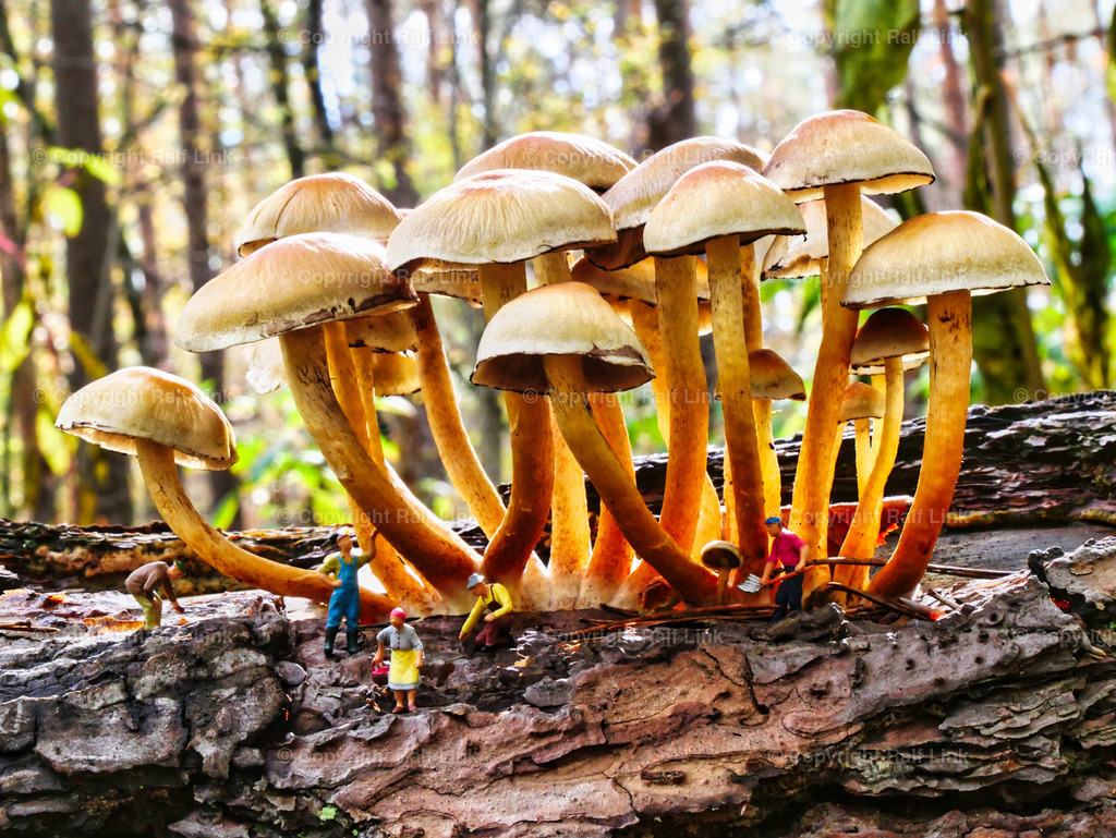 Pilzarbeiten | Stockfotos, Fotos mit Miniaturfiguren und kreativen Ideen. Dabei auch vieles aus der Metropolregion Rhein-Neckar. 