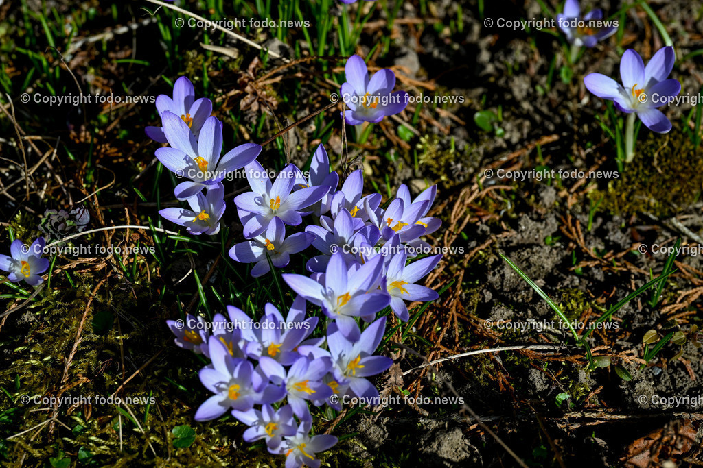 Fruehling_ Blumen_ Fruelingsboten_ 05.03.2025-19 | 05.03.2025, Linz, AUT, Fruehling, Blumen, Fruehlingsboten, im Bild Frühling, Blumen, Frühlingsboten, Fruehling, Fruelingsboten, Krokus,  Blütenpflanze, Vorfrühling