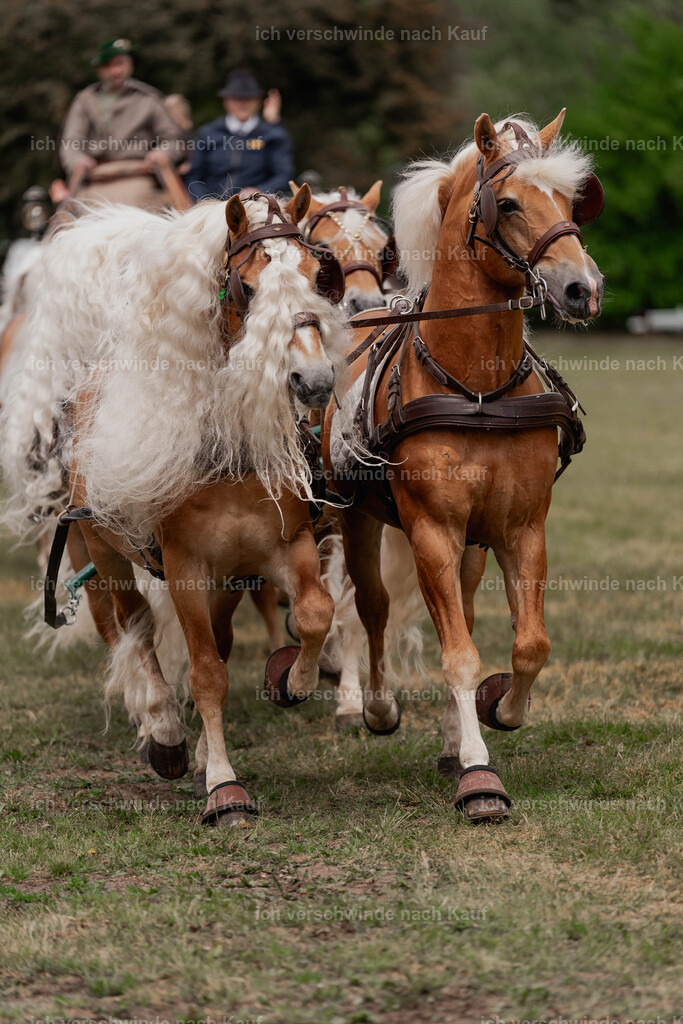 Showprogramm-152 | working equitationturnier fotograf videograf stoibphotography marixx film working equitation deutschland reitsport turnierfotografie eventfotografie equestrian events