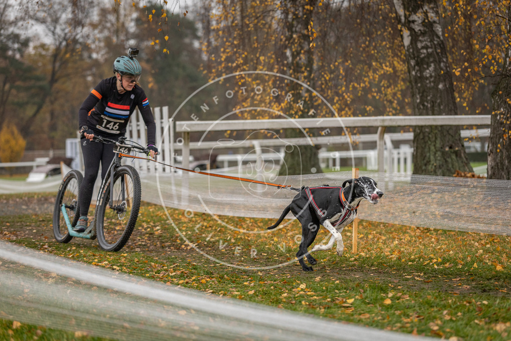 CaniXpix_DV3A8549 | Hundefotografie, Tierfotograf, Pfotenfotografie, Fotoshooting Hund, Hunde Portrait, Hundesport, Hundeportraits, Heideshooting, Hunde, Sportfotograf, Hundefotograf, Turnierhundsport, THS,  - Realisiert mit Pictrs.com