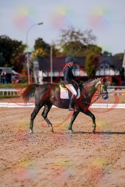 2026_10_03_Siefer-Hof_120333_Z81_05042645 | Professionelle Reitsport-, Turnier- und Eventfotografie von Robert Broda. Galerien mit ausgewählten und bearbeiteten Bildern direkt online ansehen und bestellen.