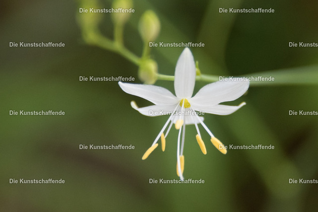 Manuela Strombach-Gauss-0309 | Kunstdruck-Postkarten von, analog und digital, handgemalten Postkarten und Bildern.
Außerdem Fotoprodukte in verschiedenen Ausführungen.
 - Realisiert mit Pictrs.com