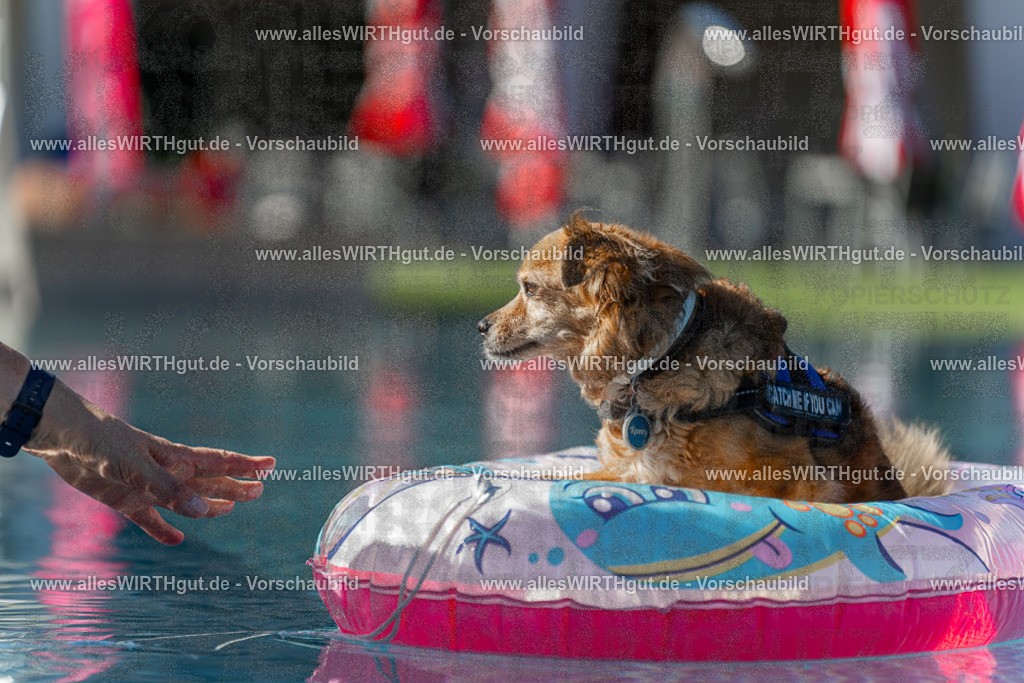 Hundeschwimmen_Volksbad_2026-allesWIRTHgut_Tierfotografie-2609061046-095643-7R509165 | Professionelle Tierfotografie in Mönchengladbach von Daniel Wirth (allesWIRTHgut). Liebevolle & natürliche Bilder von Hunden & Katzen für unvergessliche Erinnerungen.