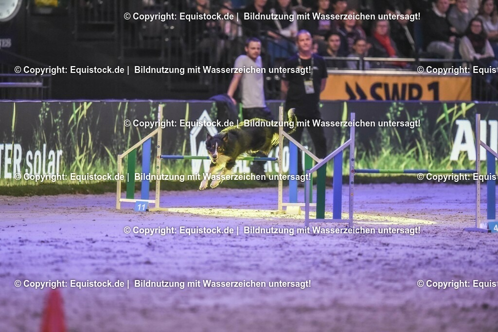 20231115_Dog-Agility_0091_TOMsPiC | Foto: Thomas Hartig