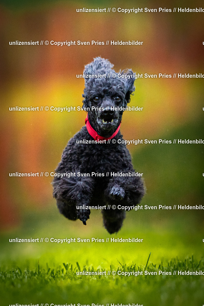 Sven Pries | 2025-09-21 - Hunderennen Baden-Oos - Realisiert mit Pictrs.com