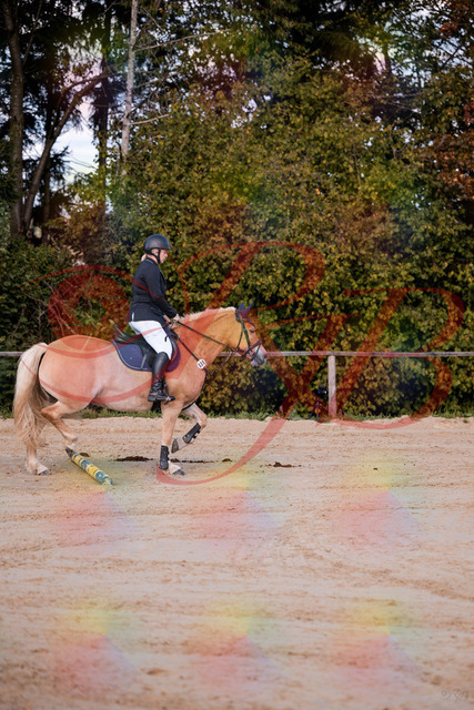 2026_10_03_Siefer-Hof_145227_Z81_31505227 | Professionelle Reitsport-, Turnier- und Eventfotografie von Robert Broda. Galerien mit ausgewählten und bearbeiteten Bildern direkt online ansehen und bestellen.