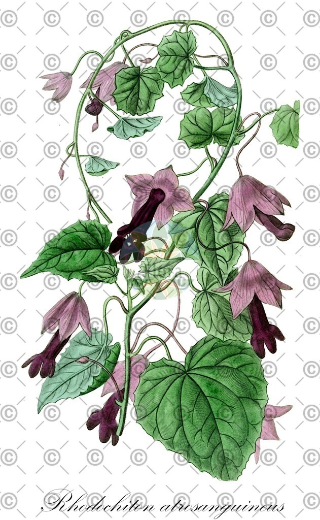 HistAbb_794M_2_ENZY_Simple | Historische Abbildung von Rhodochiton atrosanguineus - Plantaginaceae | Historical Illustration of Rhodochiton atrosanguineus - Plantaginaceae
