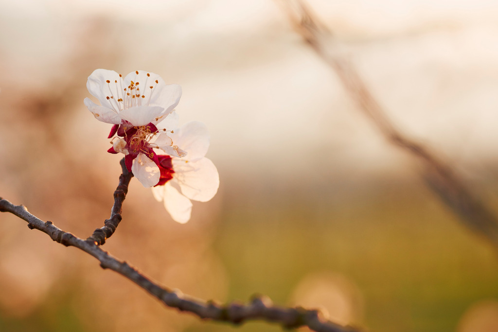 Marillenbluete in der Wachau | Oberloiben, Austria - April 11, 2015: Marillenbluete in der Wachau. - Realisiert mit Pictrs.com