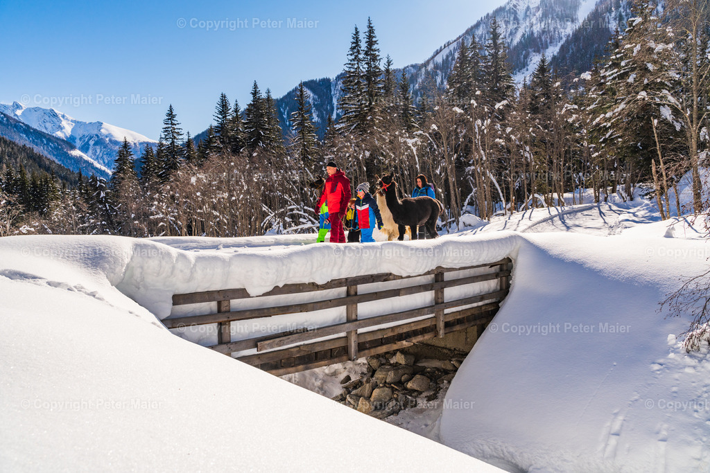 Lama_Wanderung_Winter_Familie_Stocker-78 | piet_flosse
