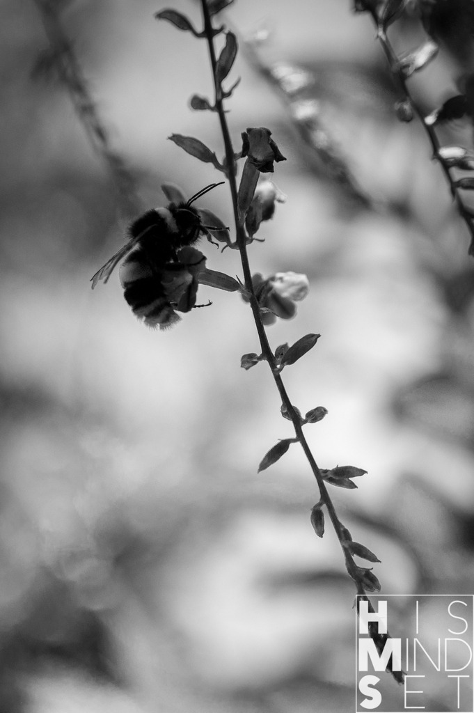 Bumblebee | Sichere dir dein Lieblingsbild von HISMINDSET als Print für dein Zuhause oder das Büro! - Realisiert mit Pictrs.com