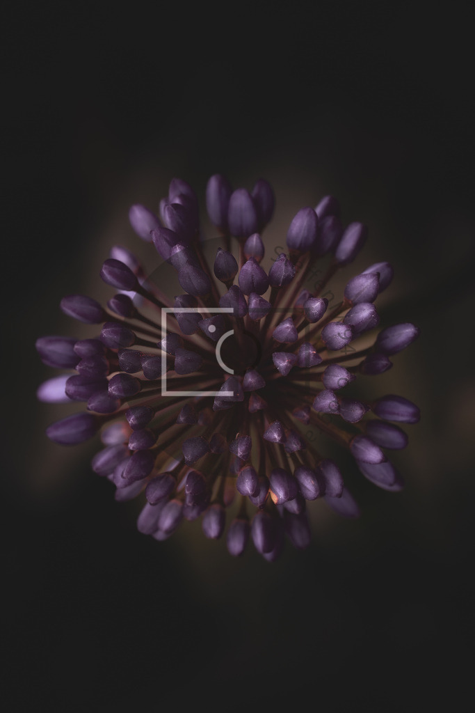 Wandbild Alium | Ich bin Fotograf und auf meiner Webseite hast du die Möglichkeit meine fotografie als Wandbilder druckfertig für dein Zuhause zu bestellten. - Realisiert mit Pictrs.com