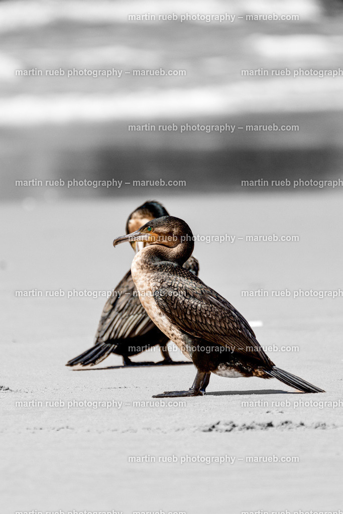 Ocean breeze | Cormorants at a South African beach  - Realisiert mit Pictrs.com