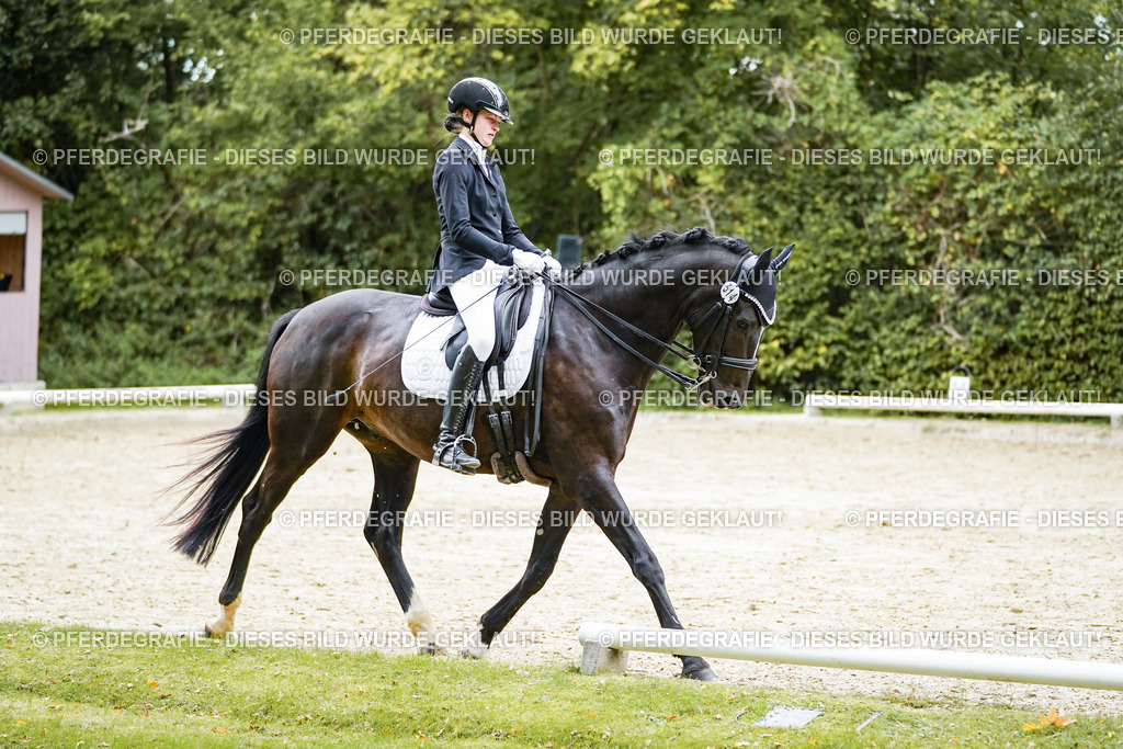 DSC01127 | Pferdegrafie