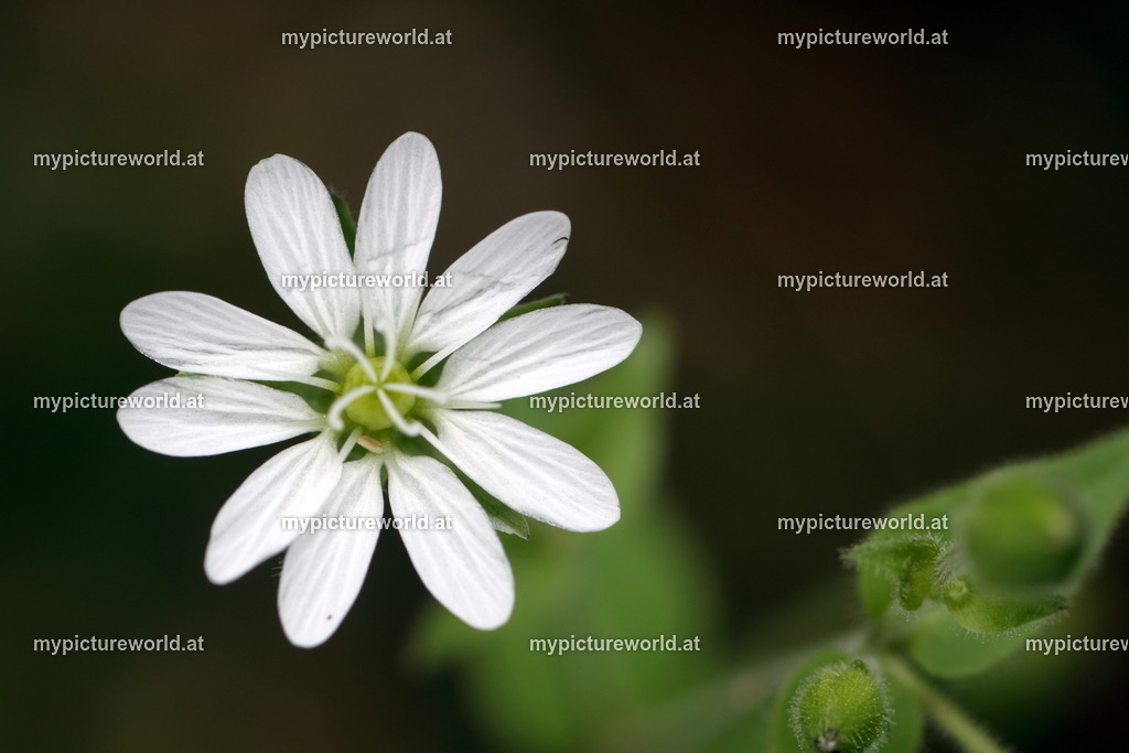 Wald-Sternmiere-001 | Das Bilderarchiv über Tiere, Planzen und Landschaften. In der Bilddatenbank finden Sie ein große Auswahl an hochwertigen Bilder für Ihre Werbung - Realisiert mit Pictrs.com