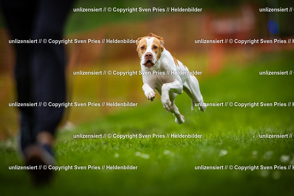 Sven Pries | 2025-04-13 - Hunderennen Baden-Baden - Realisiert mit Pictrs.com