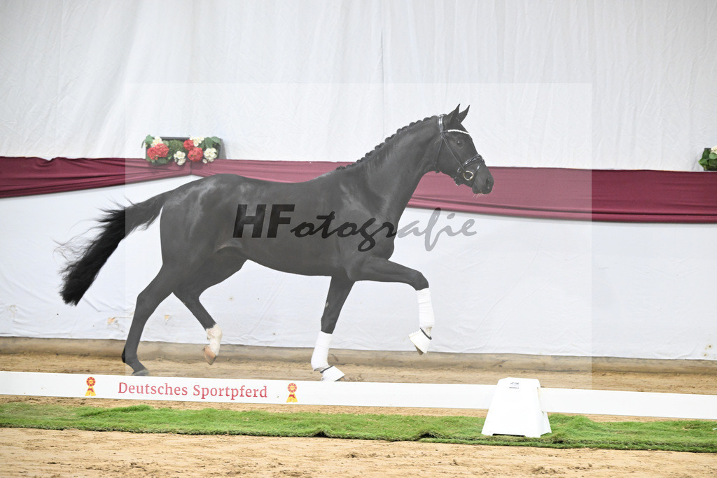 Kat-Nr. 58 Feliciano x San Amour I_Ida Vavrikova_47252173 | hf-fotografie - Realisiert mit Pictrs.com