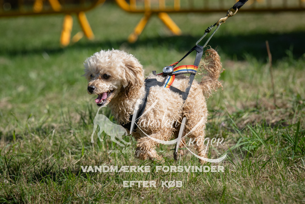 1009_ZZ97700 | kk-dogfotos