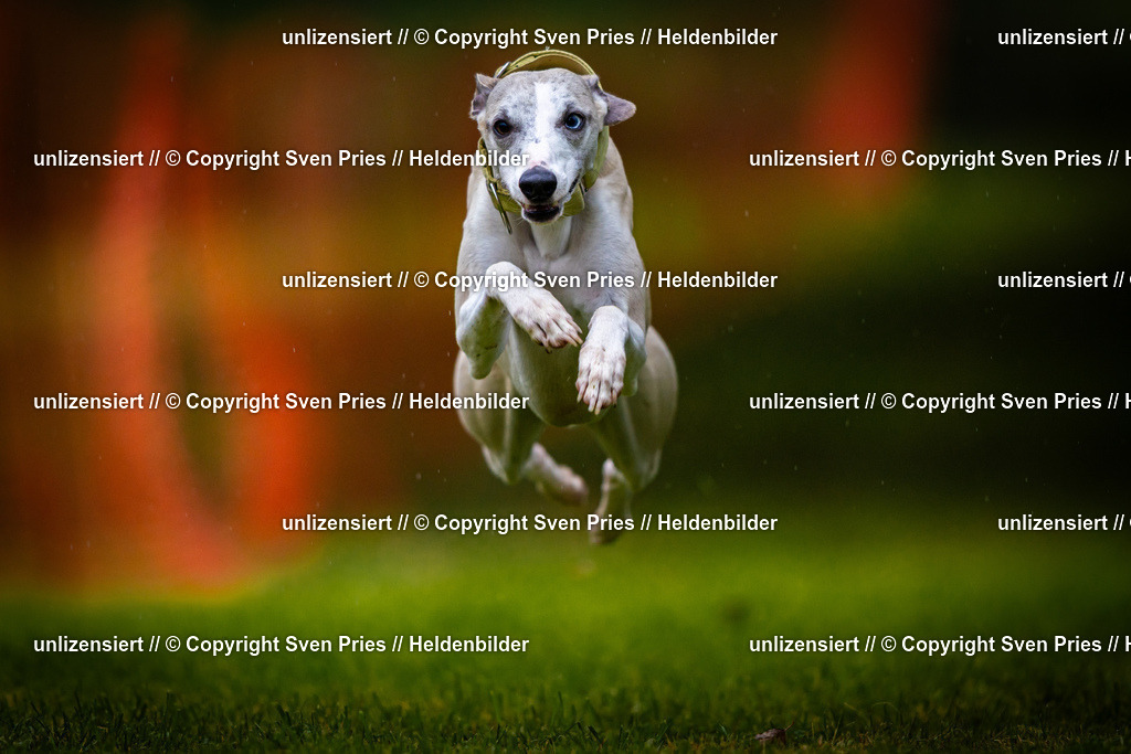 Sven Pries | 2025-09-21 - Hunderennen Baden-Oos - Realisiert mit Pictrs.com