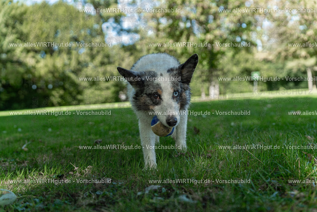 Hundeschwimmen_Volksbad_2026-allesWIRTHgut_Tierfotografie-2609061323-7R500718 | Professionelle Tierfotografie in Mönchengladbach von Daniel Wirth (allesWIRTHgut). Liebevolle & natürliche Bilder von Hunden & Katzen für unvergessliche Erinnerungen.