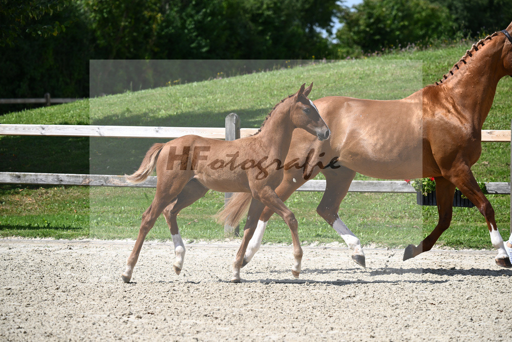 Vigaro x Starlight_HF_Weber_29240308 | hf-fotografie - Realizzato con Pictrs.com