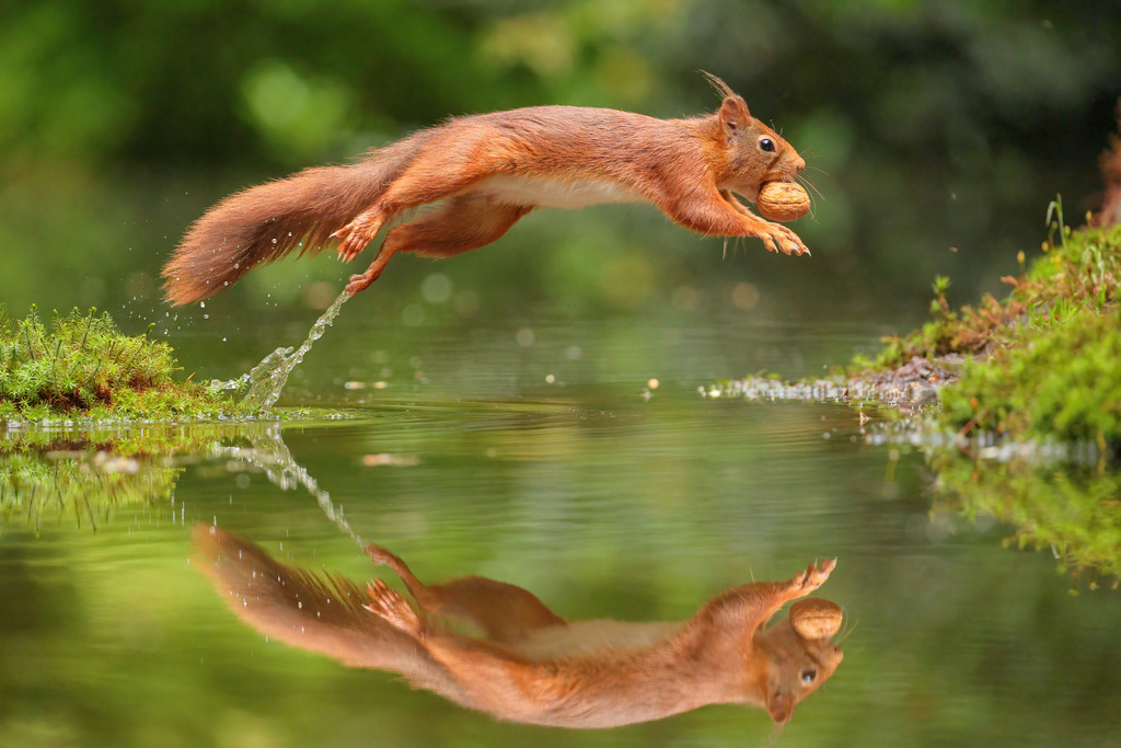 Perfekter Moment – Eichhörnchen über dem Wasser | Dieses außergewöhnliche Wandbild zeigt ein rotes Eichhörnchen im perfekten Sprung über einen ruhigen Waldteich – mit einer Walnuss fest im Maul. Die kraftvolle Bewegung, kombiniert mit der klaren Spiegelung im Wasser, verleiht dem Motiv eine besondere Ästhetik und Symbolik: Balance, Zielstrebigkeit und Leichtigkeit der Natur. Die satte grüne Umgebung unterstreicht die Ruhe der Szene und bildet einen reizvollen Kontrast zur Dynamik des Tieres.Ein Meisterwerk der Tierfotografie – ideal als Blickfang für Wohnzimmer, Praxis, Büro oder jeden Ort, der Natürlichkeit und Vitalität ausstrahlen soll. Erhältlich als Leinwand, Acrylglas, Alu-Dibond oder hochwertiger Fotodruck.