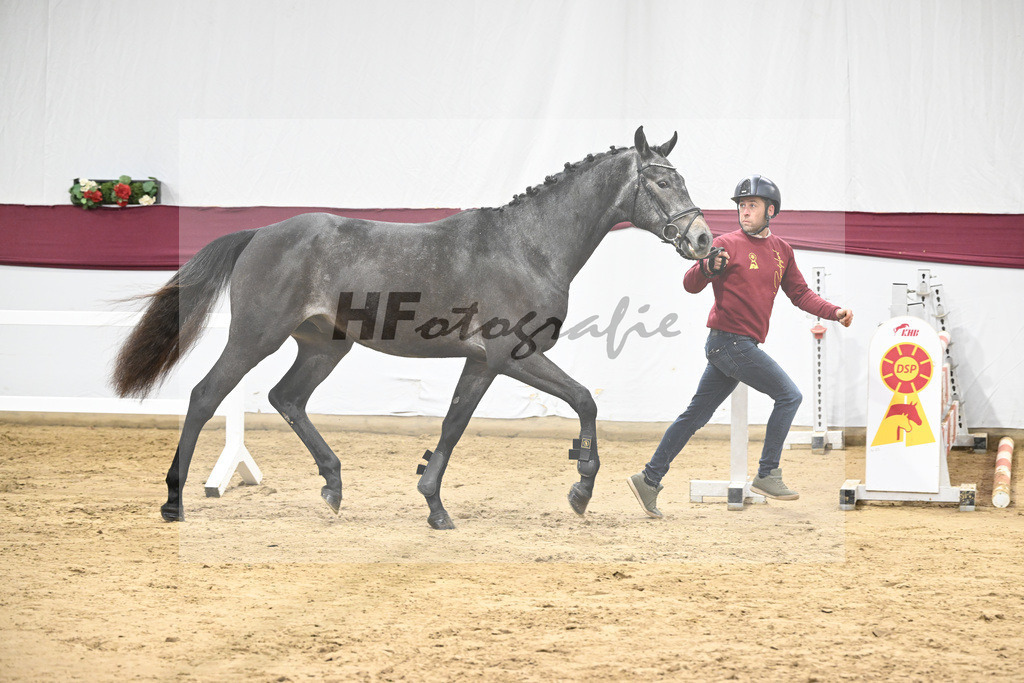 Kat-Nr. 9 Charthago Blue x C-Indoctro_ECS Livestock BV_47253308 | hf-fotografie - Realisiert mit Pictrs.com