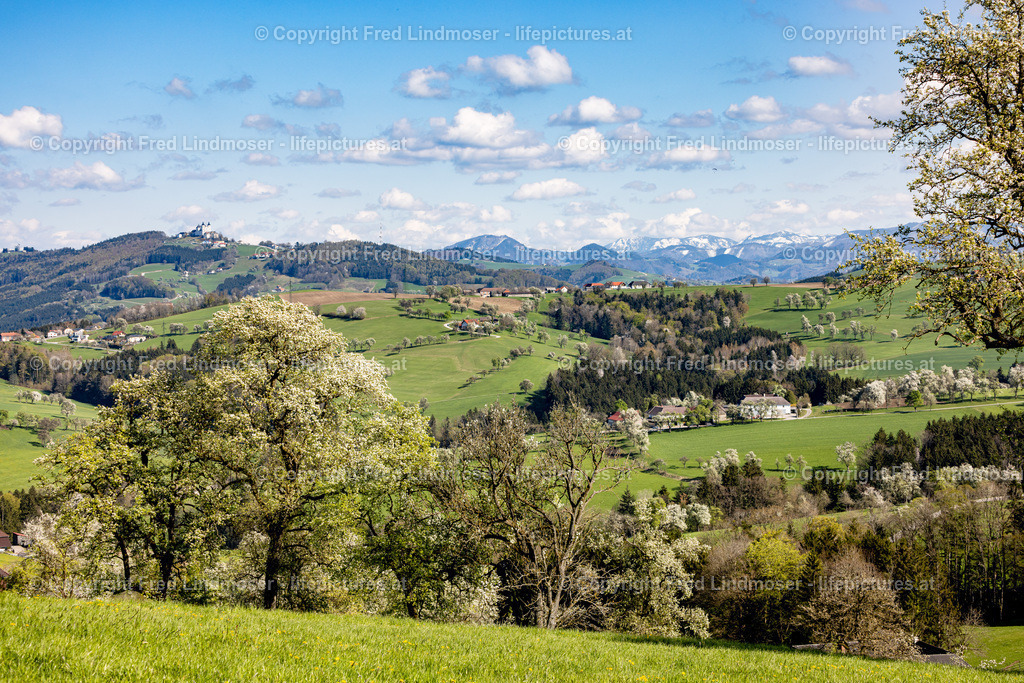 Birnbaumblute Mostviertel 2022-5994 | Fotos und Fotoprodukte - Realisiert mit Pictrs.com