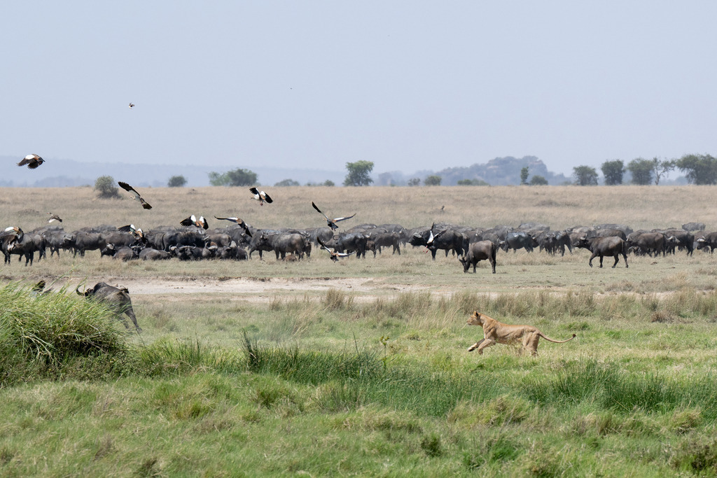 Serengeti Nationalpark - 30. September 2022 | Löwin pirscht sich im Serengeti Nationalpark an die Herde von Kaffernbüffel an.
Bild: Sportfotografie Markus Aeschimann | www.markus-aeschimann.ch - Realisiert mit Pictrs.com