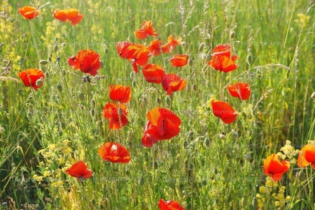 Klatschmohn bei Vellinge | Klatschmohn bei Vellinge - Realisiert mit Pictrs.com