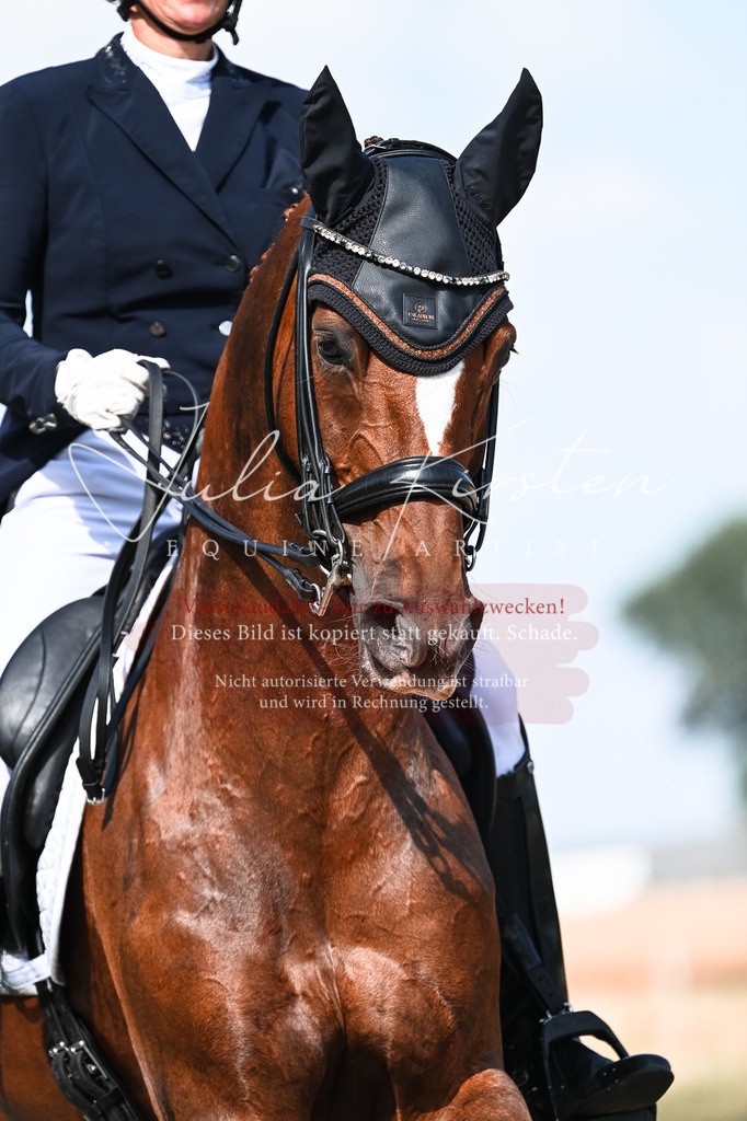 DSC_3211 | Pferde- und Turnierfotografie in Westsachsen. Pferdeportraits, Auftragszeichnungen und intuitive Kunst.