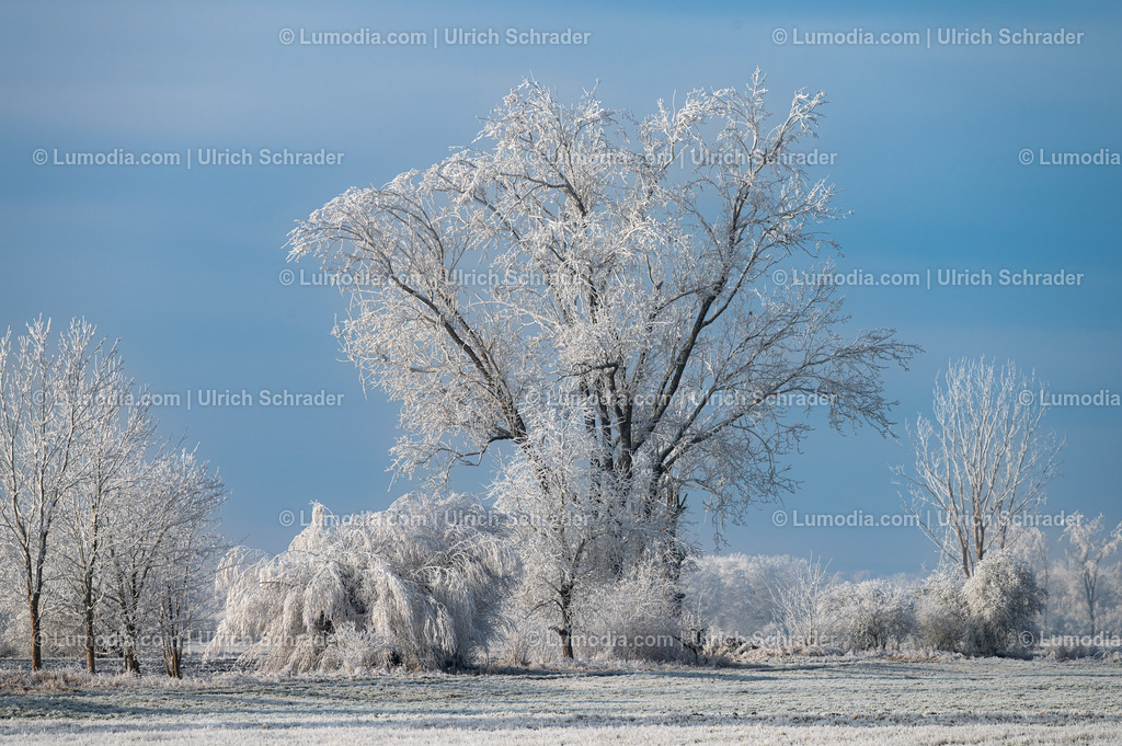 10049-13499 - Winterzauber im Großen Bruch | Stockfoto und Bilderpool mit Bildmaterial aus Deutschland, dem Harz, Halberstadt, Quedlinburg, Wernigerode und weltweit. Qualitativ hochwertige und professionelle Fotos anschauen und kaufen. - Realisiert mit Pictrs.com