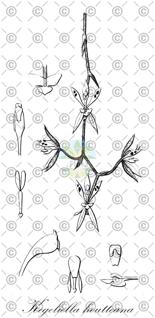 HistAbb_wfo-0000357702_1_ENZY_Simple | Historische Abbildung von Kegeliella houtteana - Orchidaceae | Historical Illustration of Kegeliella houtteana - Orchidaceae