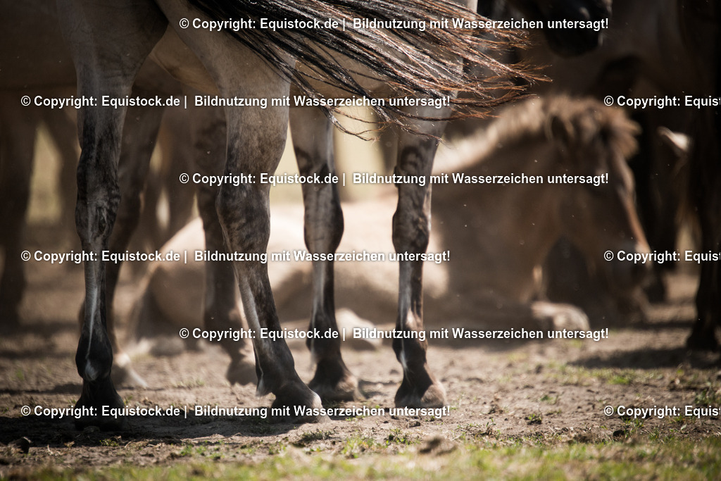 20150711_TOMsPiC_0209 | equistock