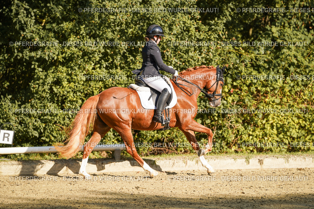 DSC06313 | Pferdegrafie