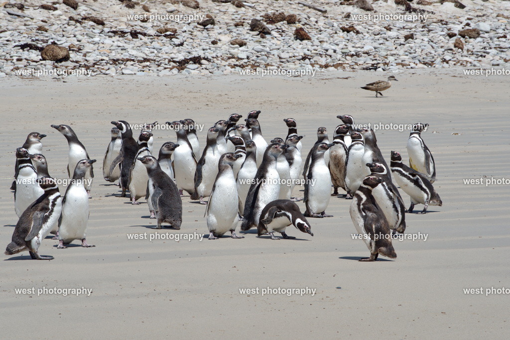 Young Magellan Penguins PLB - FLK 2014 | west photography - Realisiert mit Pictrs.com