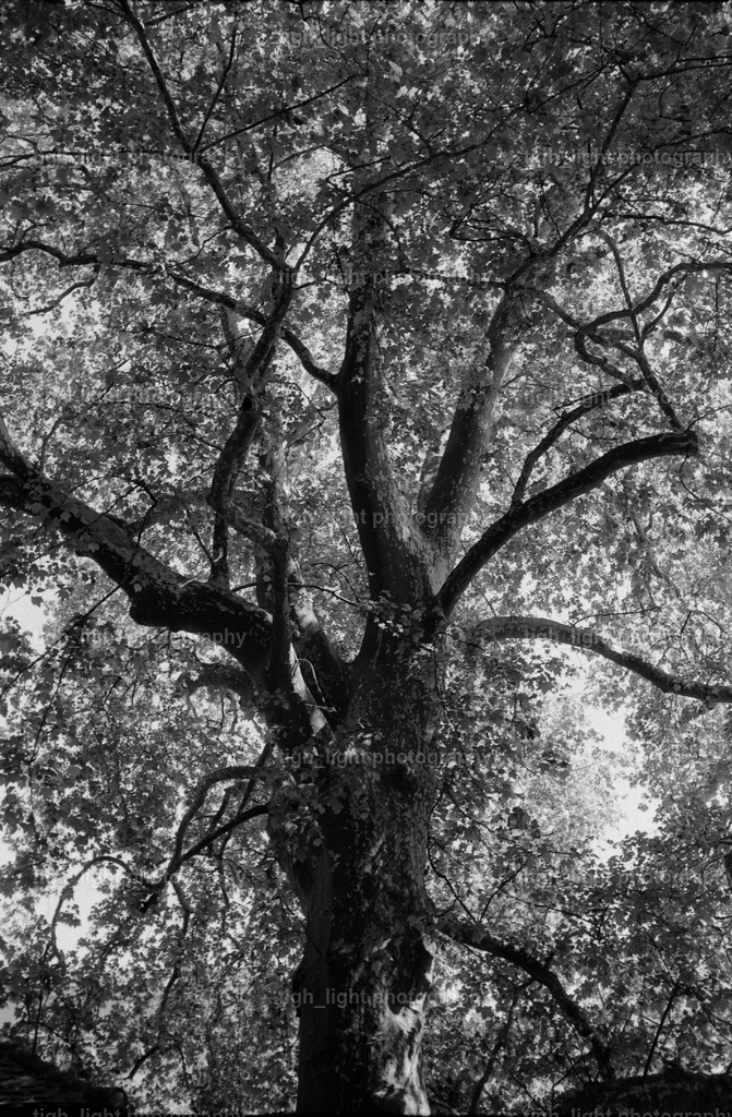 tree | tight_light - Realisiert mit Pictrs.com