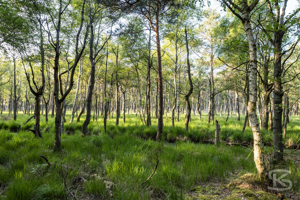 Sonnendurchfluteter Birkenwald am Weststrand – Fischland-Darß-Zingst | Idyllischer Birkenwald am Fußweg zum Weststrand auf Fischland-Darß-Zingst. Lichtes Unterholz, saftige Wiesen und charakteristische Ostseeküsten-Natur der Halbinsel Darß. Naturfotografie Mecklenburg-Vorpommern. - Realisiert mit Pictrs.com