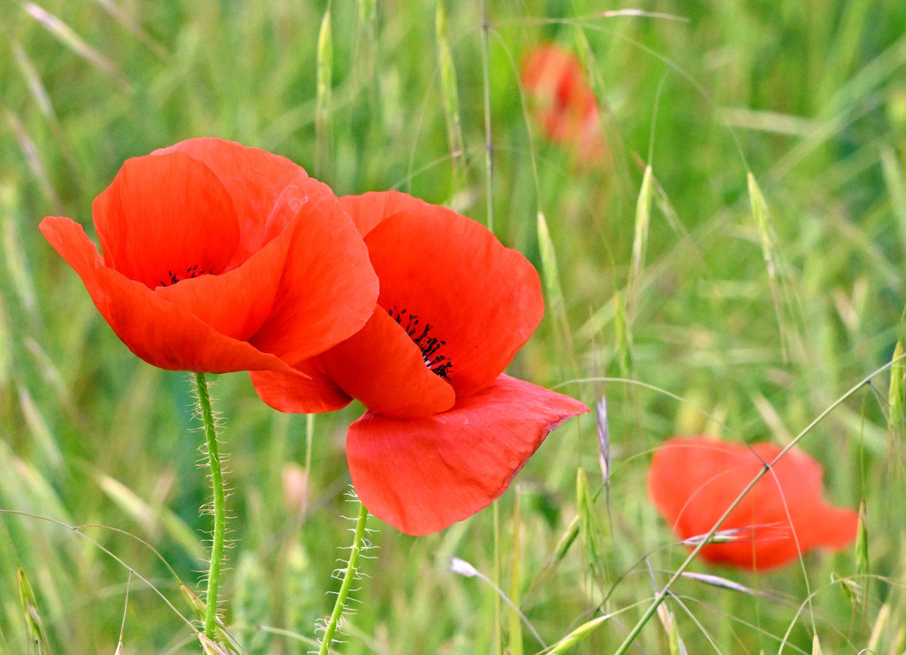 Klatschmohn03 | lucisnaturbilder - Realisiert mit Pictrs.com