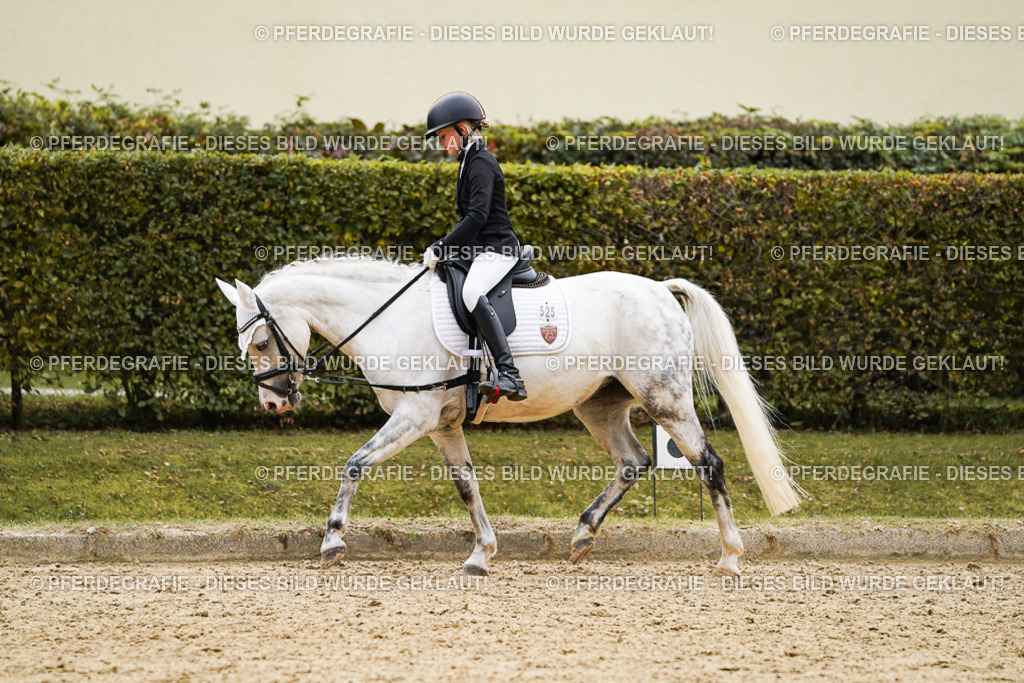 DSC09496 | Pferdegrafie