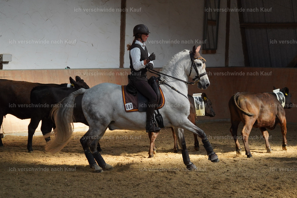 KlasseS_Lucie (56) | working equitationturnier fotograf videograf stoibphotography marixx film working equitation deutschland reitsport turnierfotografie eventfotografie equestrian events