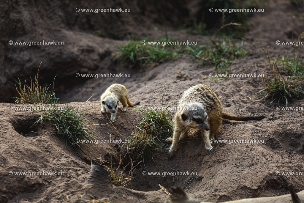 _MG_8859 | Greenhawks Bilder Shop für Landschaften, Urban, Tiere und weiteres als Poster Leinwand oder Fotogeschenk für Ostern Weihnachten oder Geburtstag  - Realisiert mit Pictrs.com