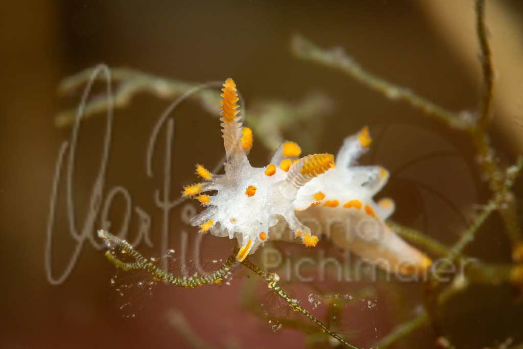 Limacia inesae | marpic - Realisiert mit Pictrs.com