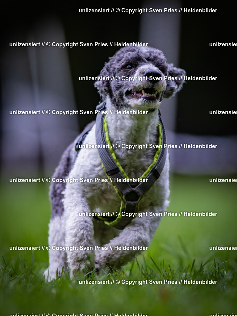 Sven Pries | 2024-10-19 - Hunderennen Ober-Grombach - Realisiert mit Pictrs.com