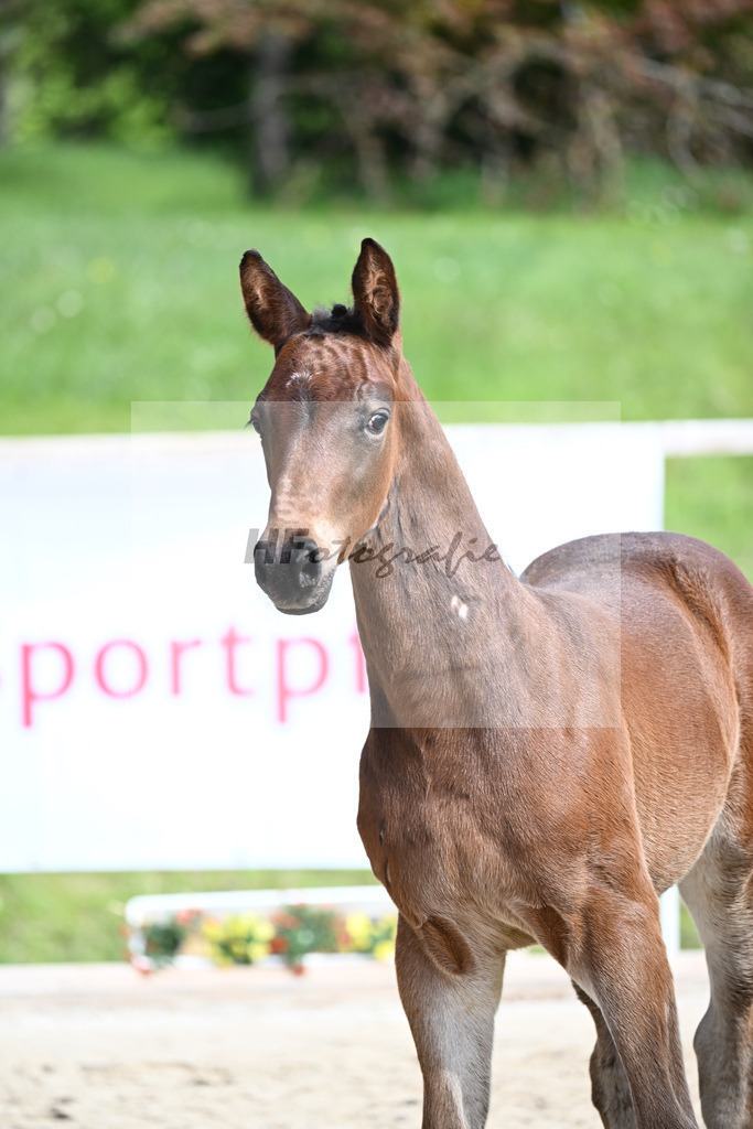 Adzaro de L Abbaye B x Cornet Obolensky_HF_Berger_11240258 | hf-fotografie - Realisiert mit Pictrs.com