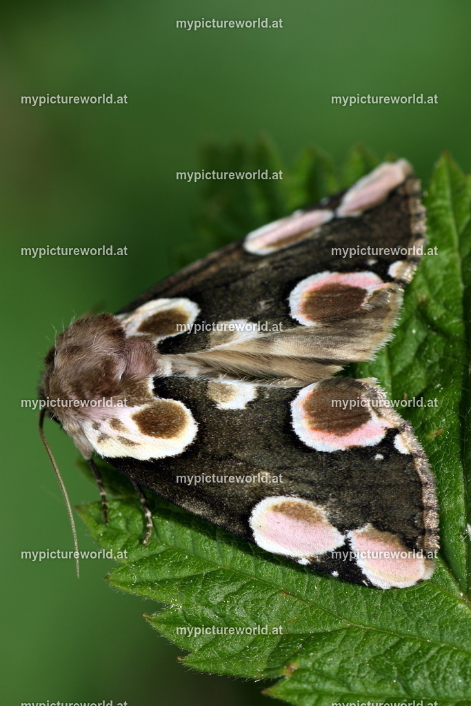 Thyatria batis-003 | Das Bilderarchiv über Tiere, Planzen und Landschaften. In der Bilddatenbank finden Sie ein große Auswahl an hochwertigen Bilder für Ihre Werbung - Realized with Pictrs.com